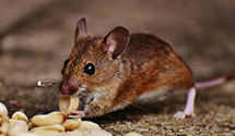 24 Hour & Emergency Exterminators in Newport, OH